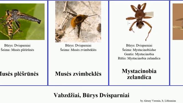 Vabzdžiai, Būrys Dvisparniai uodai paprastasis insect casei muselės uodas Fuse Musės Pavasarinė смотреть онлайн