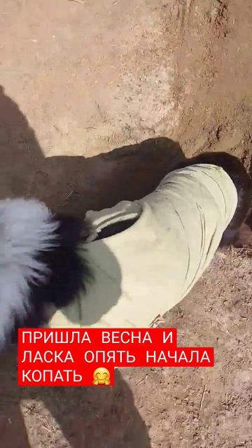 Несмотря на рак Ласка продолжает быть жизнерадостной #dog #doglover #animal смотреть онлайн