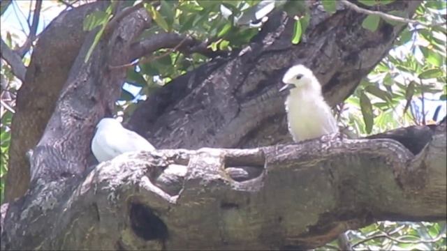 White Tern Family: Snow White Waits for Mom смотреть онлайн