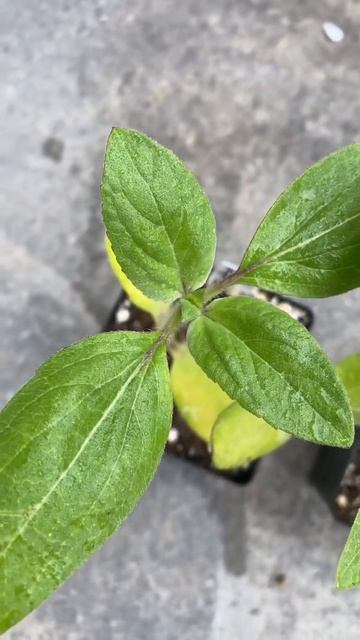 Sunflower Seedlings Day 21 🌱 смотреть онлайн