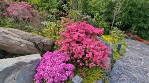 Японский сад‼️Рододендроны‼️Парк Галицкого.