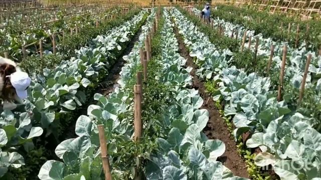 Mina Horti смотреть онлайн