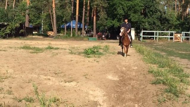 Продажа Уэльский пони Фиорино лето 2015 смотреть онлайн