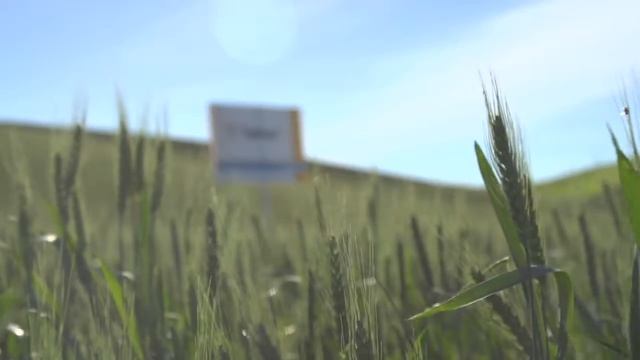 Talinor cereals herbicide in Colfax, Washington смотреть онлайн