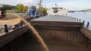 Погрузка баржи зерном Зернопогрузчиком Hobot