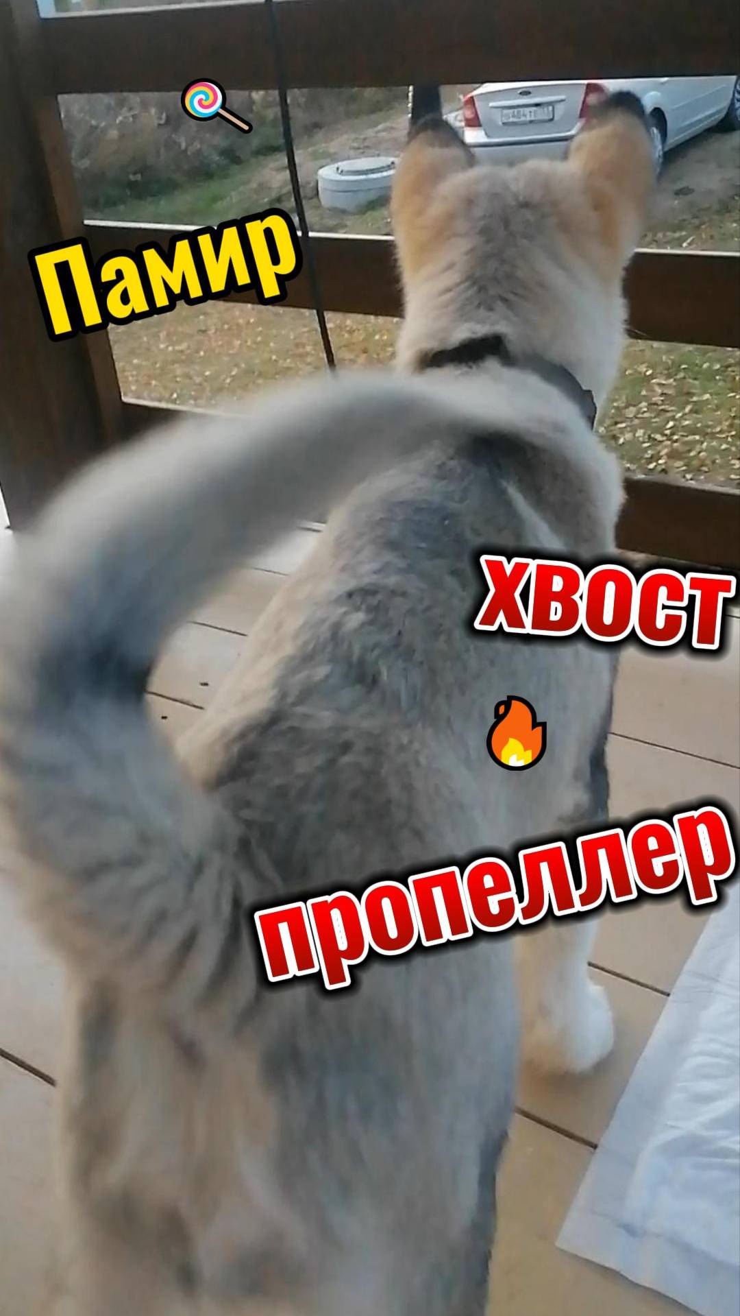 хвост прополлер