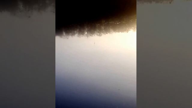 Речька тетерев