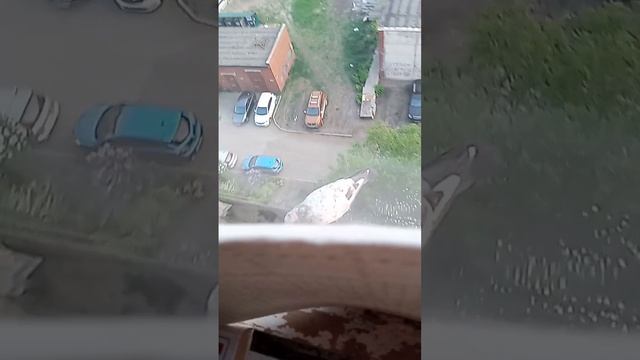Голуби на подоконнике смотреть онлайн
