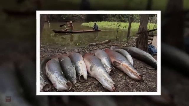 АМАЗОНКАДА ОВ МАВСУМИ смотреть онлайн