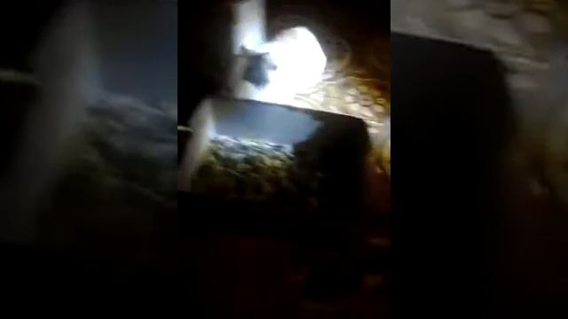 Моя морская свинка Арнольд снимать ли мне ещё с Арнольдом видео? смотреть онлайн
