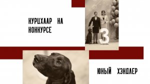 Выступление курцхаара Раечки на конкурсе Юный хэндлер. Выставка собак в г.Новосибирск