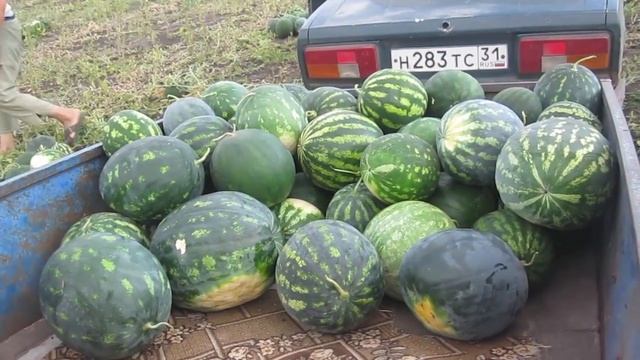 Как убираем арбузы с поля и куда отвозим. смотреть онлайн
