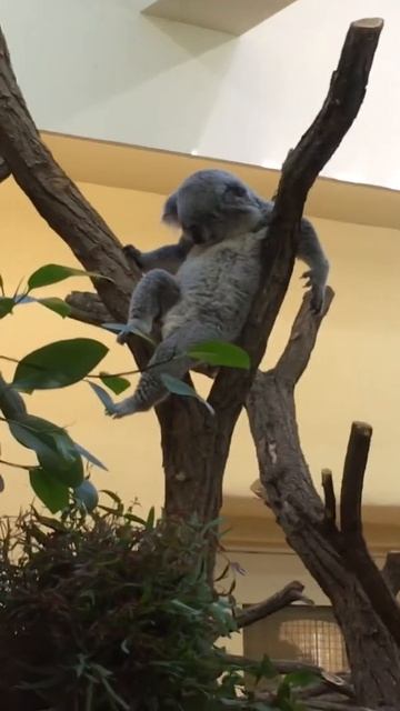 Koala im Tiergarten Schönbrunn смотреть онлайн
