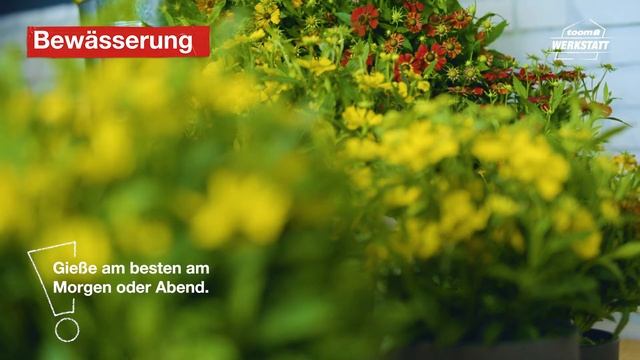 toom Pflanzentipps: Helenium | toom Baumarkt смотреть онлайн