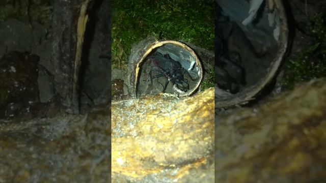 Whip Scorpion mating - Typopeltis crucifer смотреть онлайн