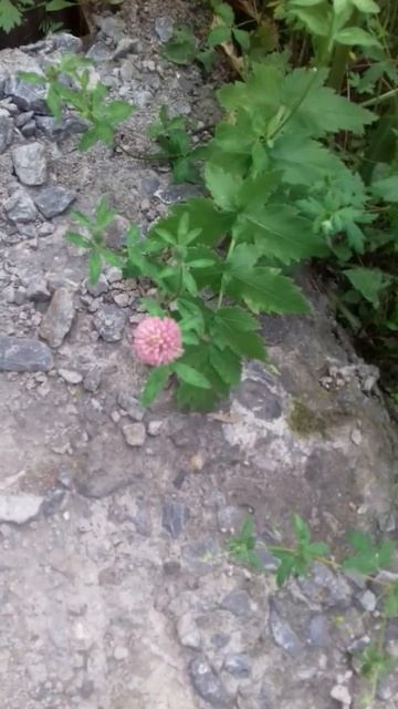 китайский лук, лук батун. В заброшке смотреть онлайн