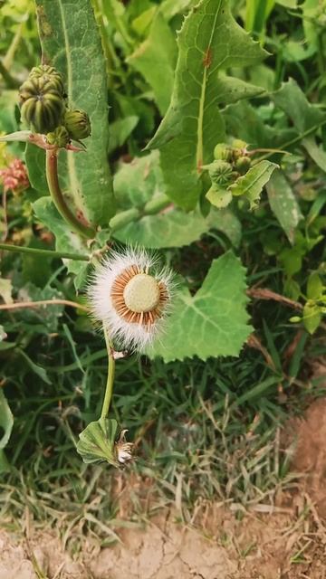 Sow Thistle Seeds Dispersed By Wind