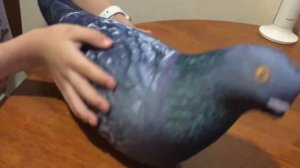 Обзор Голубя Курлыка