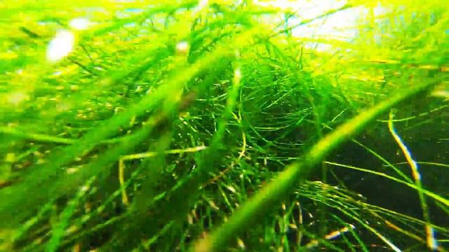 La Jolla Cove Snorkeling смотреть онлайн