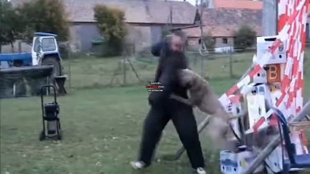 PCE e.V. Perro de Presa Canario Buddy de la Legion Schutzhunde смотреть онлайн