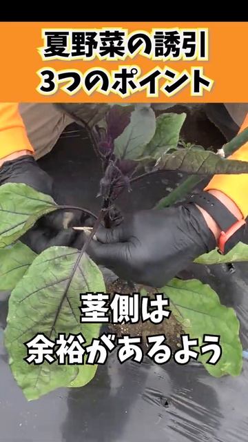家庭菜園や農園でトマト・ナス・きゅうりなど夏野菜栽培の正しい誘引３つのコツ！#shorts / Tips for attracting in the vegetable garden. смотреть онлайн