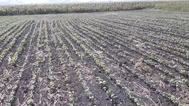 Стан пожнивної гречки, 14.08.2020