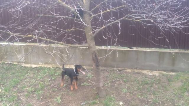 Молодой ЯК Граф кошмарит кота!!!! смотреть онлайн