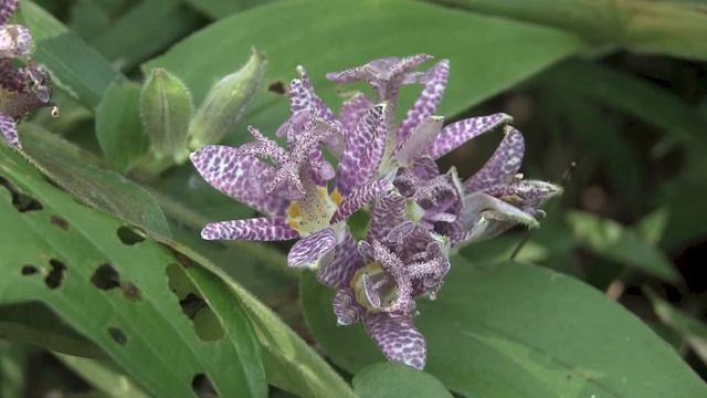 ホトトギス/Tricyrtis hirta 05_171004森林公園