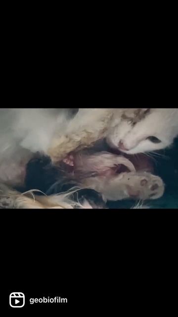 Newborn Kittens @greenscreenanimalpark