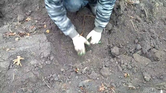 Батат сорта Победа 100.Поздняя копка и неожиданный результат. смотреть онлайн