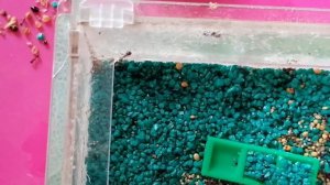 Чистка формикария муравьев жнецов