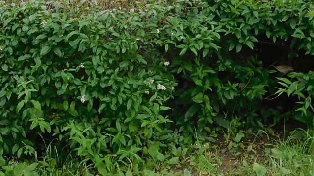 DSCN8196 13 07 2017 Г ВОРОБУШКИ СЕГОДНЯ ВЕСЕЛЫЕ !! смотреть онлайн