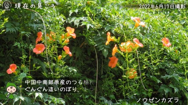 【福岡市植物園】2022.6.18 現在の見ごろ