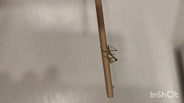 События мая 2024 // Новый питомец // Любимые ароматы😍 // Mariya VD LIFE. смотреть онлайн