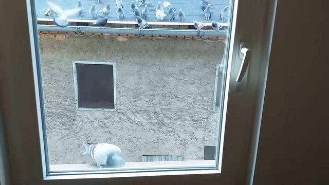 Голубь птица мира.Кормим голубей на подоконнике. смотреть онлайн