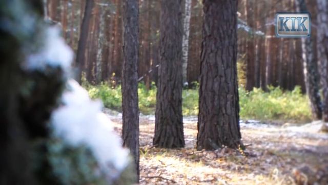 Первый снег в лесу смотреть онлайн