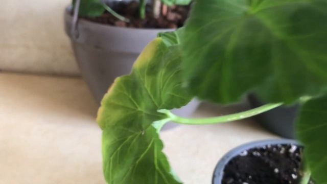 19.03.24 Мої пеларгоніі (вони ж герань, вони ж бабусині калачики)