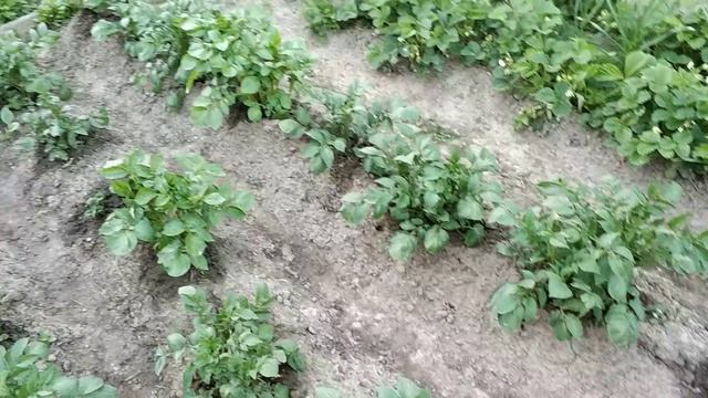 Выращивание картофеля. Сезон 2018