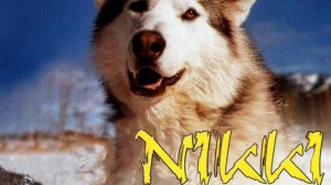 Дикий пес Севера (1961) Никки, дикий пес Севера / Nikki, Wild Dog of the North