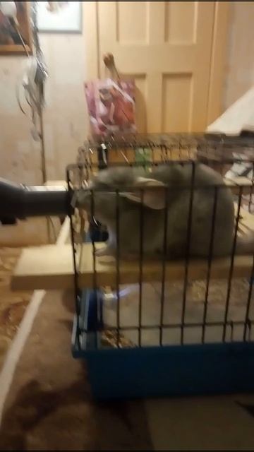 Шиншилла против пылесоса смотреть онлайн