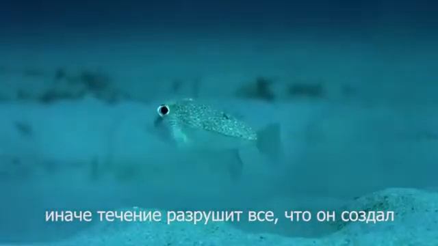 Японский иглабрюх. Божественный разум!! смотреть онлайн