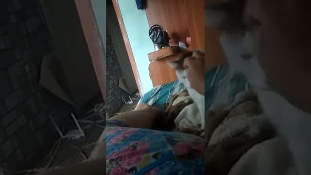 И отдали нам котика ( дома ремонт ) 1 серия смотреть онлайн