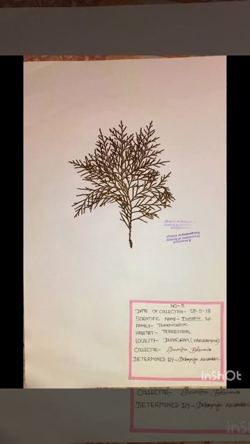 HERBERIUM SHEET OF BOTANY смотреть онлайн