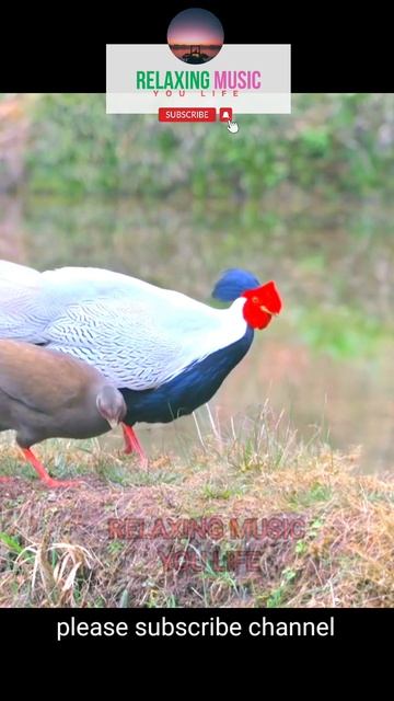 Cool Birds With Sleep Music #shorts  #relaxingmusicyoulife #viral #bird #relaxing #calmingmusic