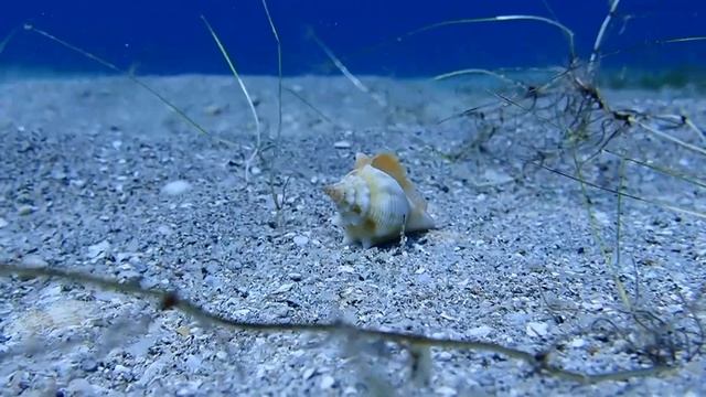 Balistes capriscus смотреть онлайн