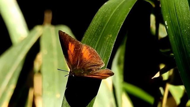 ムビる07523 ウラギンシジミ uraginshijimi смотреть онлайн