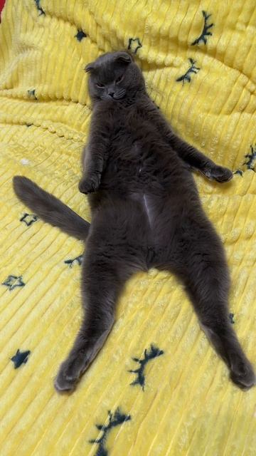 🔴 КОТ СМОКИ🔴 смотреть онлайн