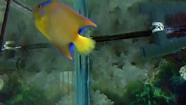 Queen Angelfish, Doctorfish, and damsel fish смотреть онлайн