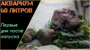 Первые дни после перезапуска 60л аквариума
