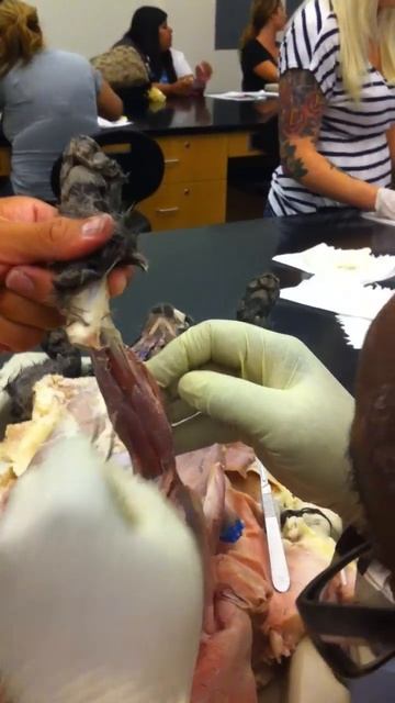 Cat Muscle Dissection Part 5 смотреть онлайн